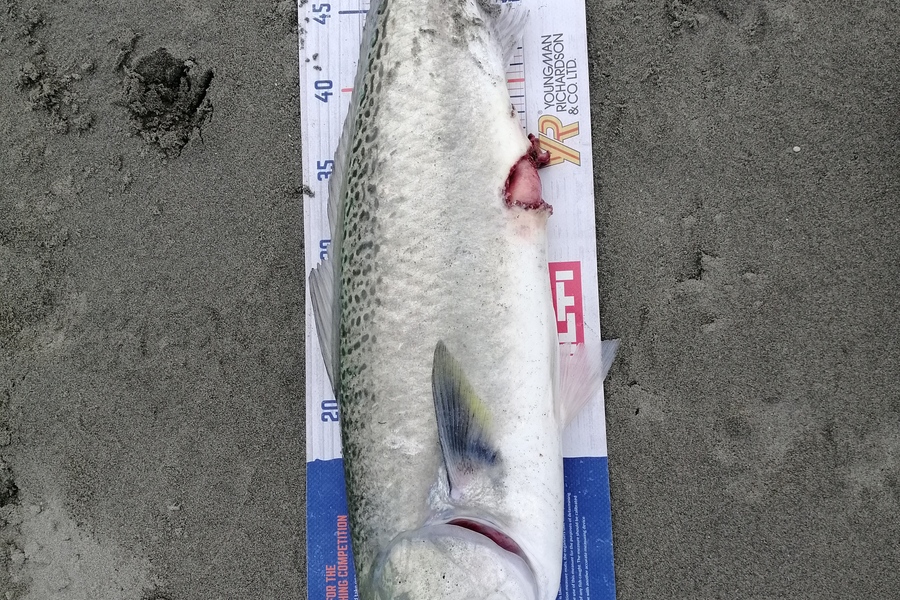 Marisa Andrews caught this 58.0cm Kahawai at waikanae beach during The Hirepool Baitmates Fishing Comp